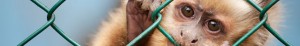 stop vivisection