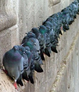 piccioni-fila