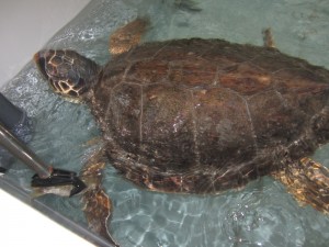 20.10.2014 la tartaruga nella vasca di quarantena a Cala Gonone