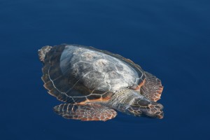 La tartaruga comune (Caretta caretta), viene studiata dalla Necton in diverse aree del Mediterraneo