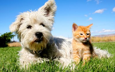 cane e gattino