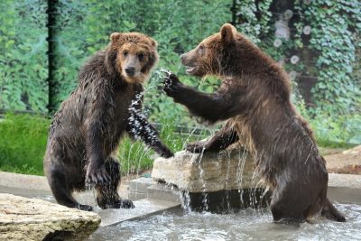 Convivere con gli orsi, in sicurezza: guida pratica della LAV