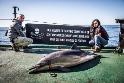 Sea Shepherd France documenta la morte dei Delfini sulla costa atlantica della Francia