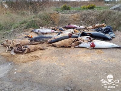 Macabra Scoperta dei Volontari di Sea Shepherd