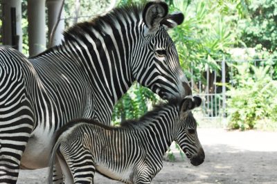 Al Bioparco è nata una ZEBRA REALE, la specie più minacciata fra le zebre