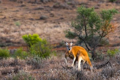 Kangaroo, A Love-Hate Story