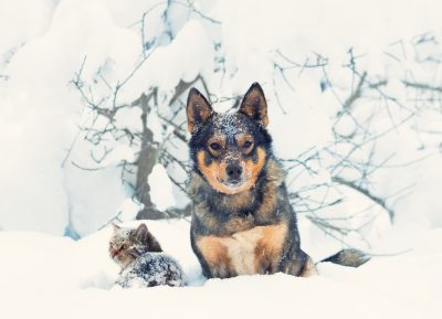10 Consigli su come comportarsi, con i propri animali, nei periodi dell’anno più freddi, a cura della LNDC