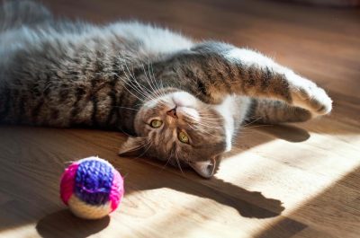 #IoRestoaCasa con il gatto: i suggerimenti del Veterinario Esperto in Comportamento Animale