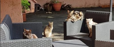 30 gatti abbondonati davanti al San Camillo di Roma