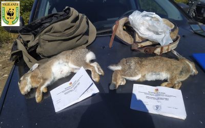 Cacciatori di Frodo, sparavano ai conigli, nonostante il divieto del TAR