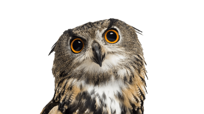 Animali Notturni