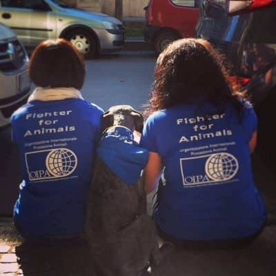 Palermo: Più Aree per Cani ed un Regolamento per tutti gli Animali