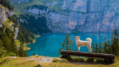 Trip for Dog: la guida turistica a 4 zampe (e molto più)