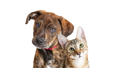 Music & Pets