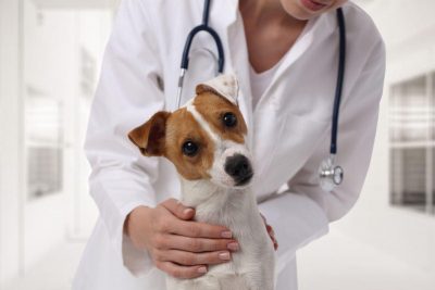 Via alle cure per animali con Farmaci  Umani