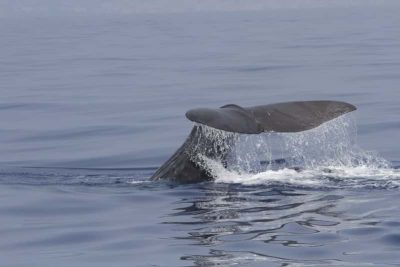 balena10