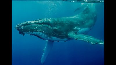 Balena Grigia nelle acque italiane