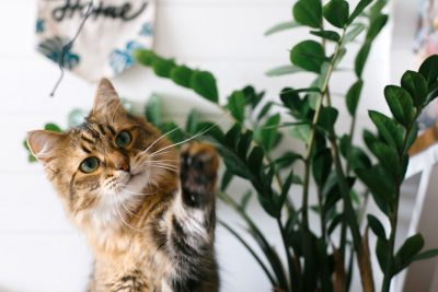 Come tenere a bada i Gatti dalle piante in casa