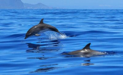 14 Aprile Giornata Mondiale dei Delfini