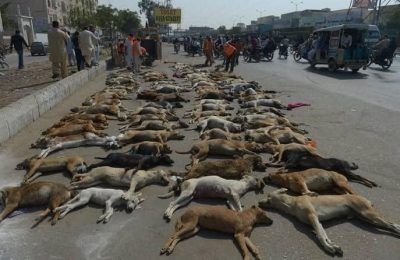 Strage di Cani in Pakistan