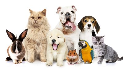 Finalmente in vigore il Decreto che consente al Veterinario di Prescrivere Farmaci Umani per i nostri Animali