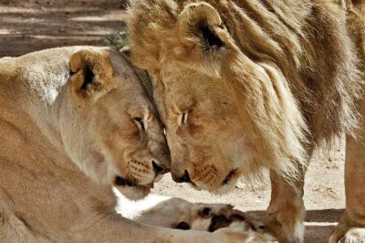 Il Sudafrica vieta l'allevamento dei leoni per la caccia