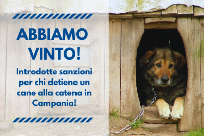 Anche in Campania sanzioni per chi detiene un cane alla catena!