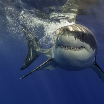 USA al via il bando allo spinnamento degli squali