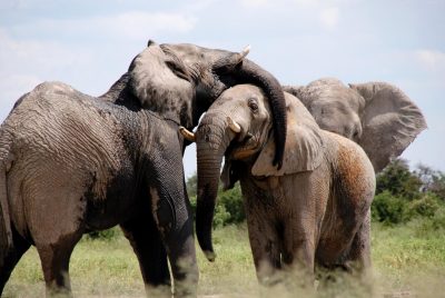 Gli Elefanti in viaggio da un anno dalla Cina
