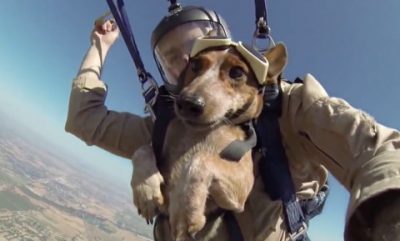 Nuovo paracadute per i cani