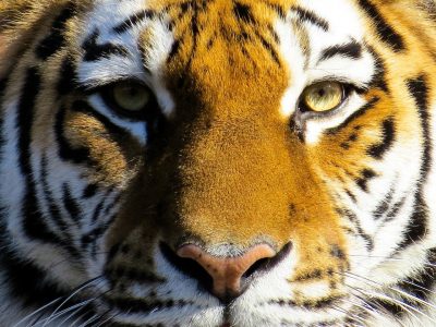 Il 29 luglio è la giornata Mondiale della Tigre