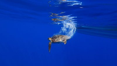 Avvistati nuovi esemplari di tartarughe Caretta Caretta a Ventotene