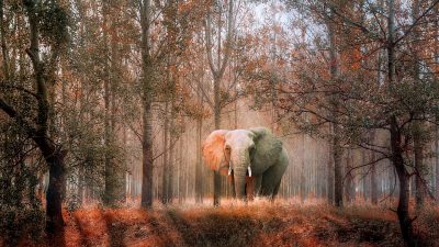 Fotomontaje Naturaleza Elefante Animal Photomontage