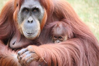 19 agosto: Giornata mondiale dell'orango