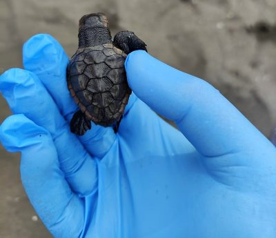 Ritrovato nido di tartaruga a San Giovanni a Teduccio, il primo censito sul litorale di Napoli