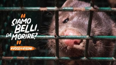 Finalmente anche in Italia sarà vietato allevare animali da pelliccia!