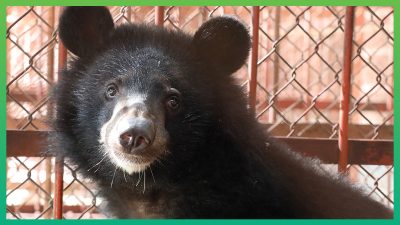 La cucciola di orsa Wonder, avrà una vita meravigliosa, grazie a tutti Voi!