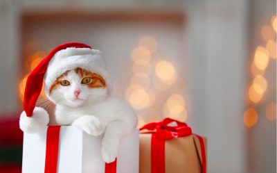 Consigli per un Natale, Felice e Sereno in compagnia dei nostri Animali