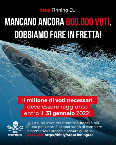 Domenica 12 Dicembre Flash Mob a Roma: Sea Shepherd Italia manifesta contro il commercio della pinna di squalo