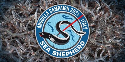 Sea Shepherd annuncia "Anguilla Campaign 2022": l'inizio della nuova stagione allo scoperto