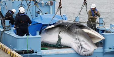 Addio alla caccia alle balene, svolta storica per l'Islanda