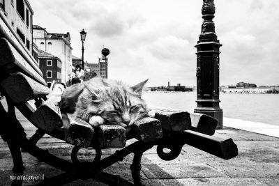 Marianna Zampieri; fotografo i gatti perché sono una di loro