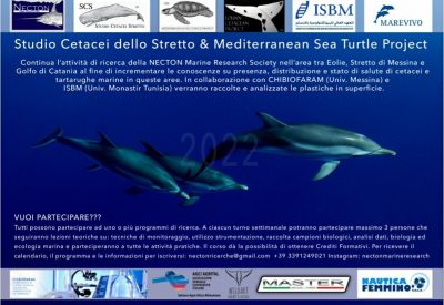 Studiare cetacei, tartarughe marine e microplastiche nel Mare Siciliano