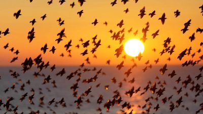 Un terzo degli uccelli migratori minacciati dal cambio climatico