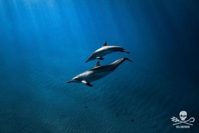 Nuova collaborazione fra Sea Shepherd Italia e il Parco Nazionale Arcipelago Toscano per proteggere l'ecosistema marino