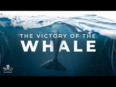 Nasce SEA SHEPHERD MUSIC grazie ad un nuovo progetto discografico: Corally e l'album interamente donato a Sea Shepherd