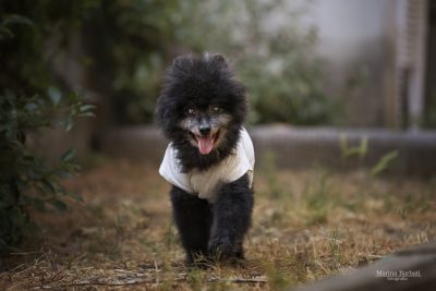 Cicci, il cane più anziano del mondo, Testimonial di una "forte" campagna contro l'abbandono