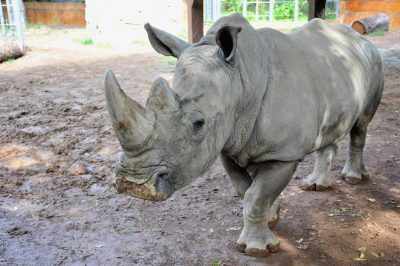 Domenica 25 Settembre Giornata Internazionale del Rinoceronte al Bioparco