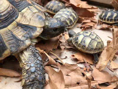 Tartaruga di 15 anni abbandonata con i suoi 5 piccoli