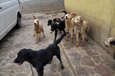 Mortara PV; 40 cani in ostaggio di un accumulatore seriale